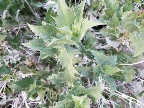 Image of hollyleaf bur ragweed