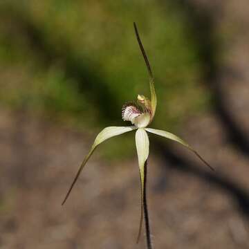 Image of Caladenia colorata D. L. Jones