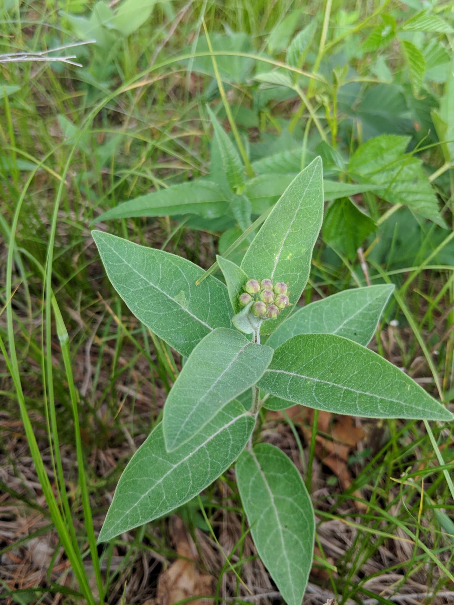 Image of oval-leaf milkweed