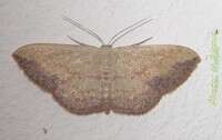 Image of Scopula caesaria Walker 1861