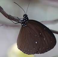 Image of Euploea tulliolus ledereri Felder 1860