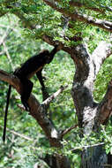 Image of Black Leaf Monkey