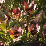 Image de Leucadendron sessile R. Br.