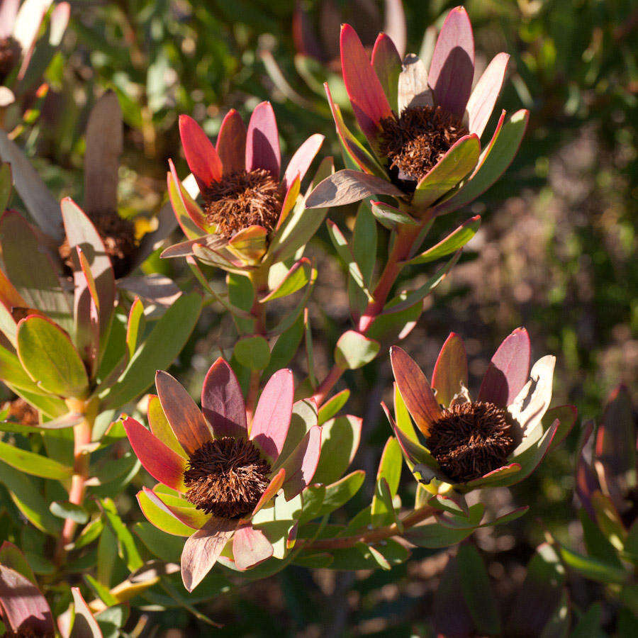 Image de Leucadendron sessile R. Br.