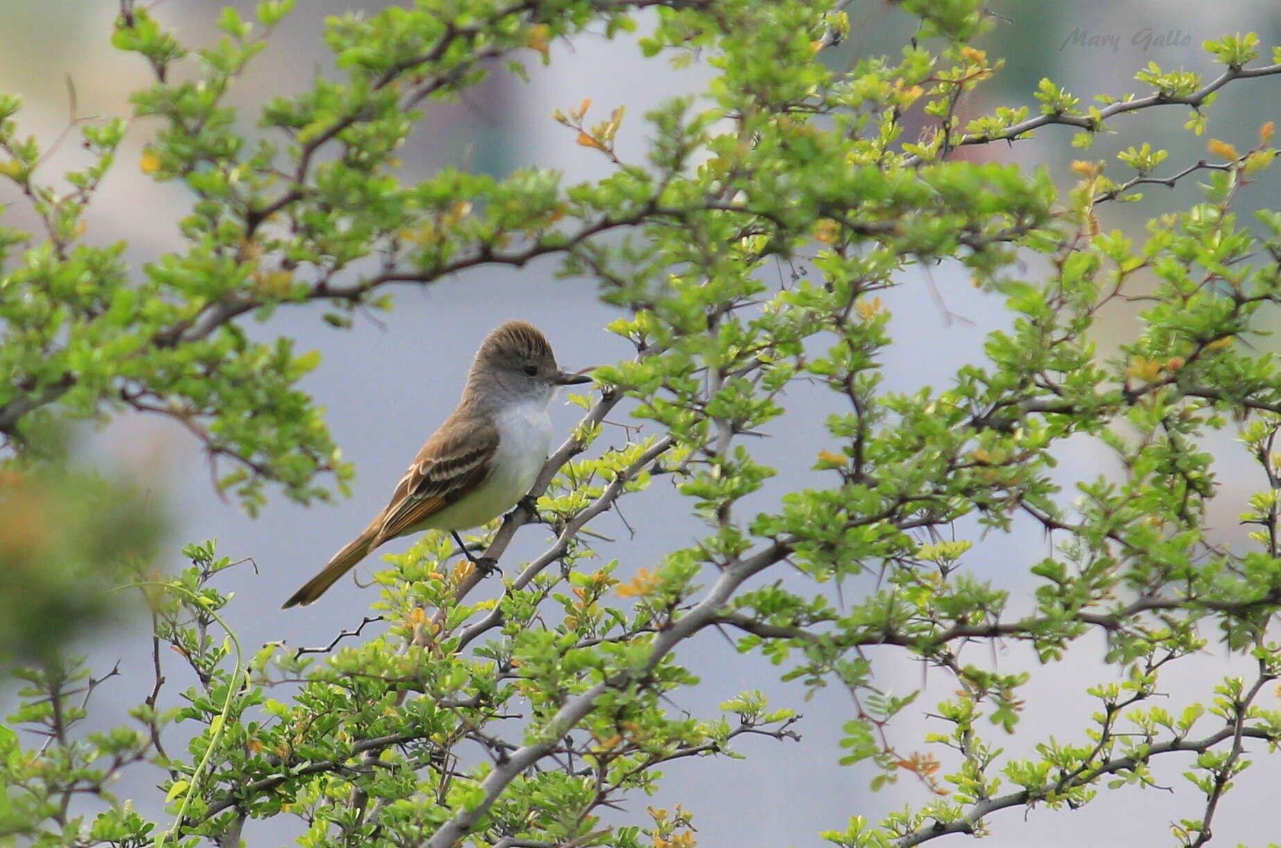 Image of Ash-throated Flycatcher