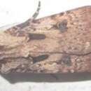 Image of Agrotis longidentifera Hampson 1903