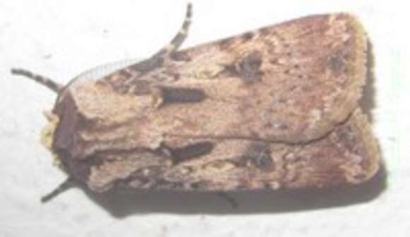 Image of Agrotis longidentifera Hampson 1903