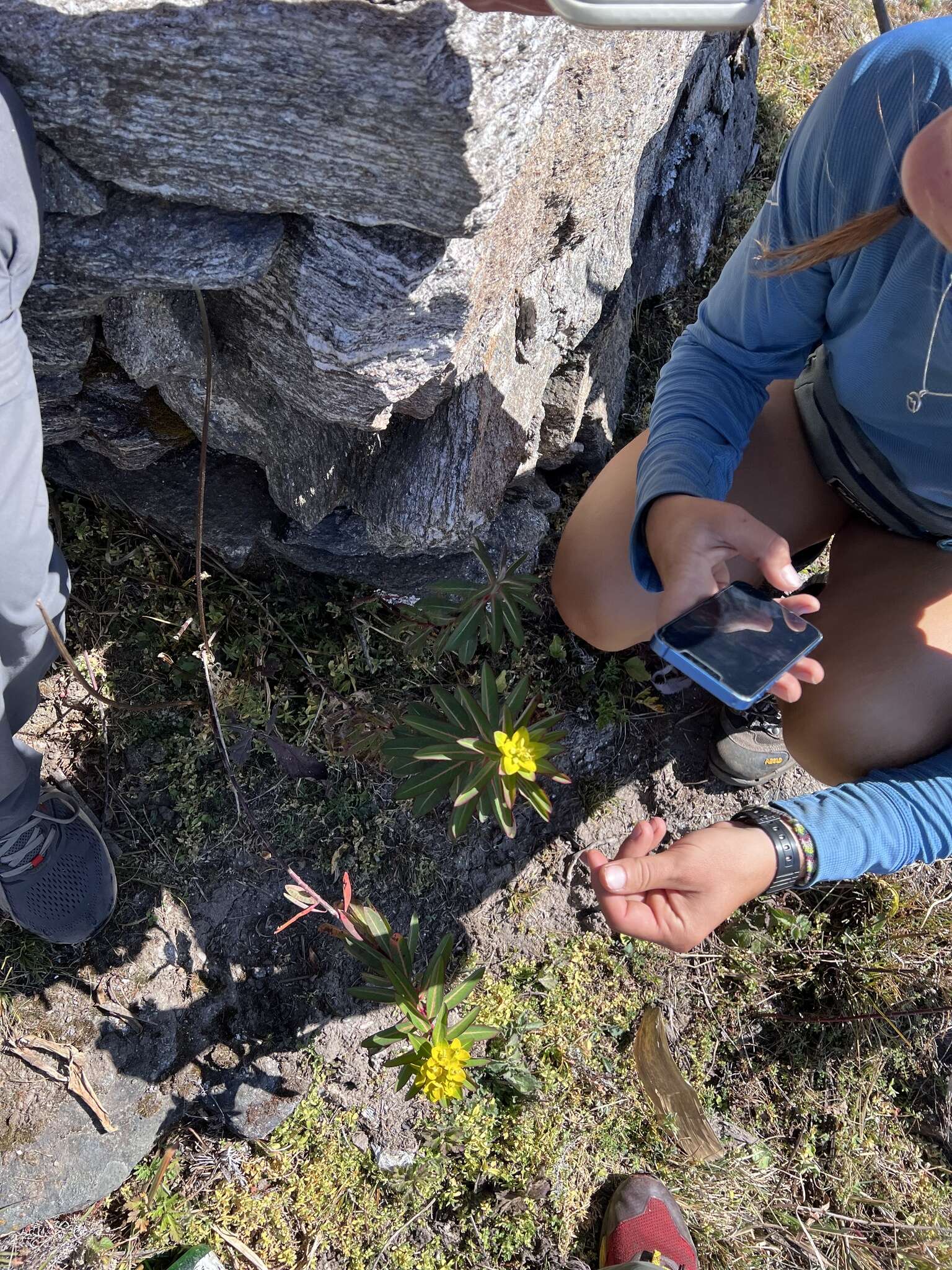 Image of Euphorbia wallichii Hook. fil.