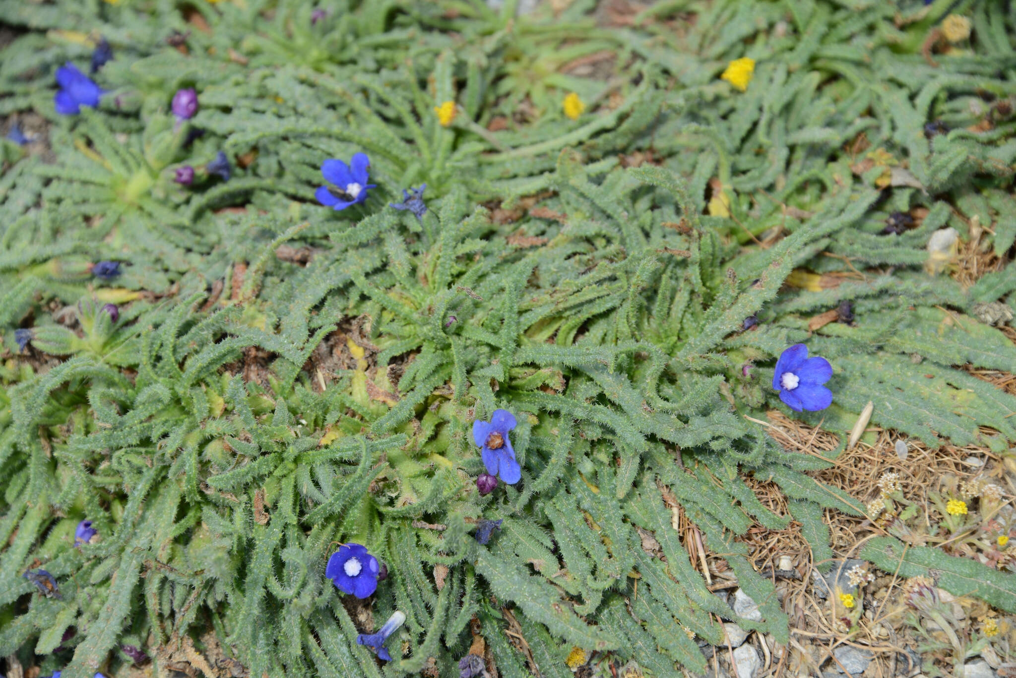 Image of Anchusa cespitosa Lam.