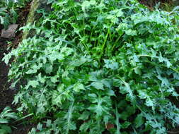 Imagem de Acanthus mollis L.