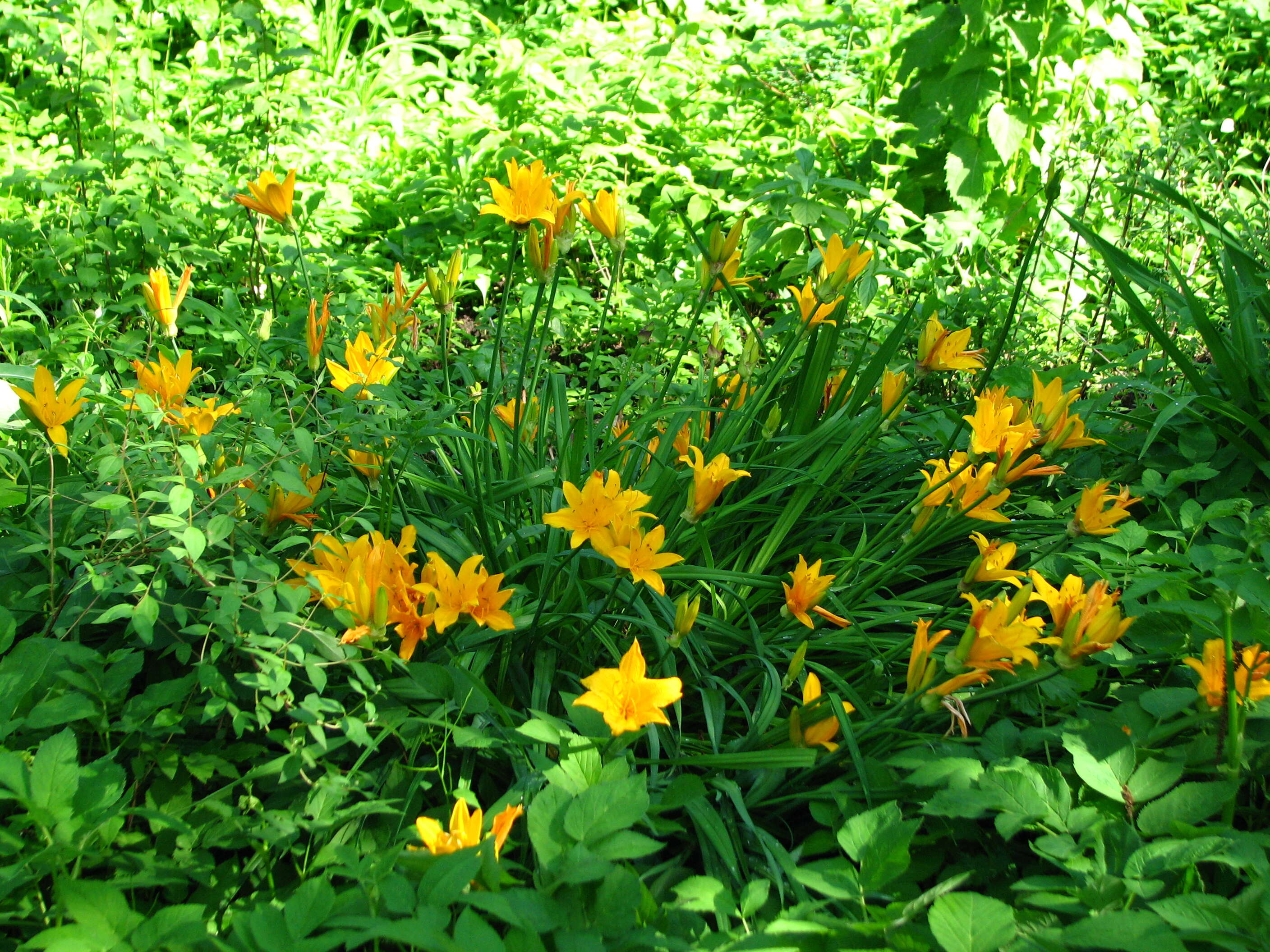 Image of Amur daylily