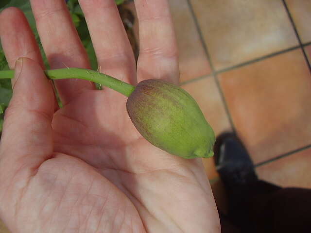 Image of opium poppy