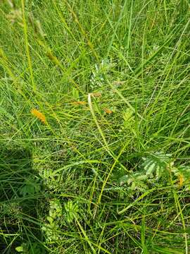 Image of Carex songorica Kar. & Kir.