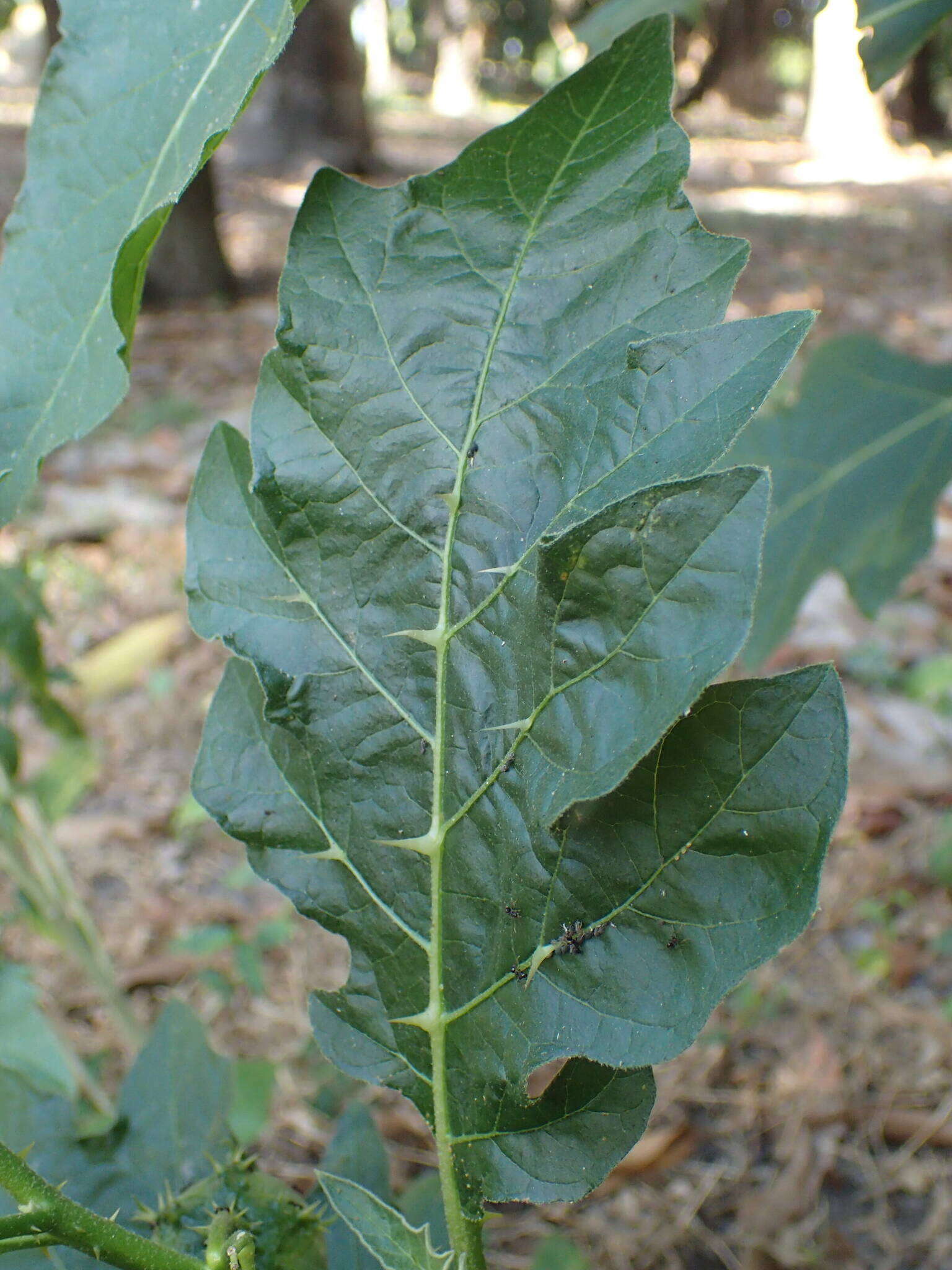 صورة Solanum dasyphyllum Schum. & Thonn.