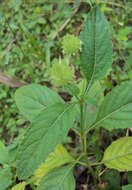 Image of false ironwort