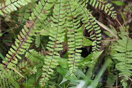 Imagem de Adiantum viridimontanum Paris