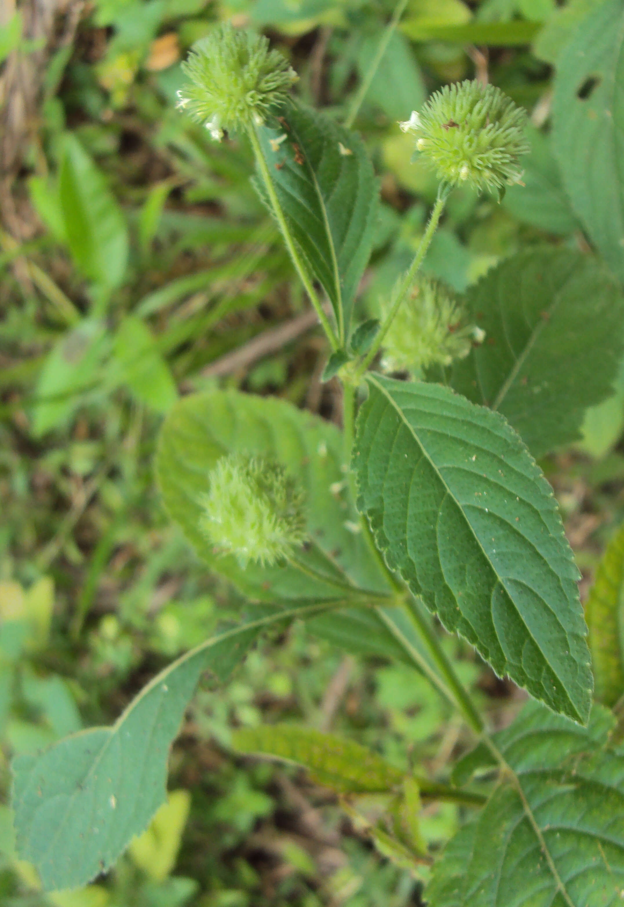 Imagem de Hyptis capitata Jacq.