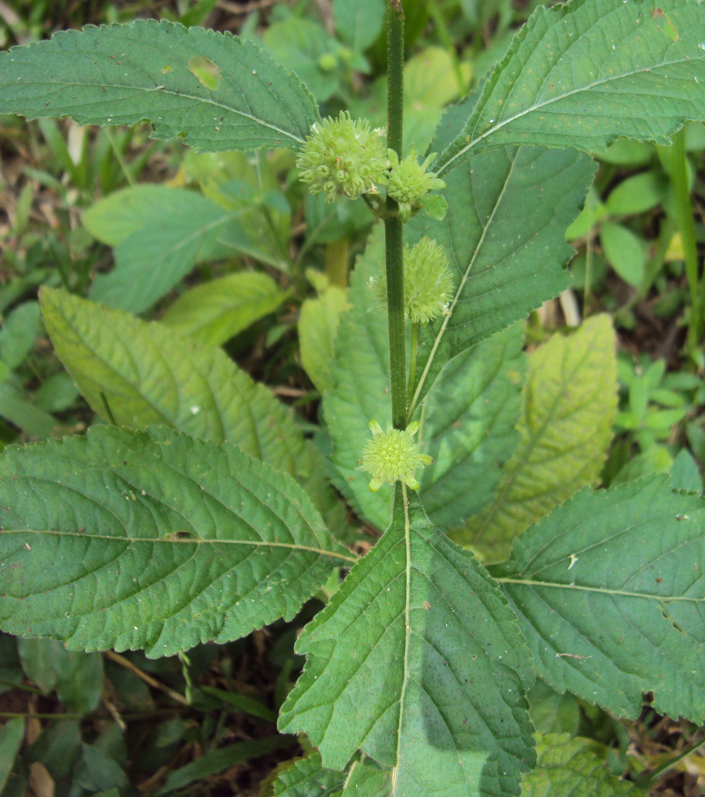 Image of false ironwort