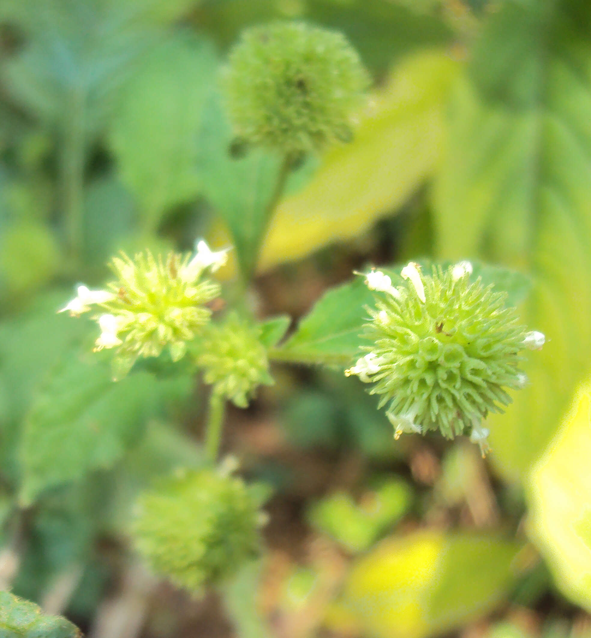 Image of false ironwort