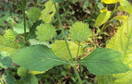 Imagem de Hyptis capitata Jacq.