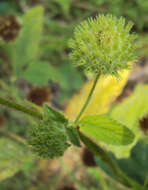 Imagem de Hyptis capitata Jacq.