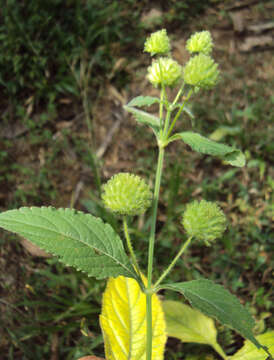 Image of false ironwort