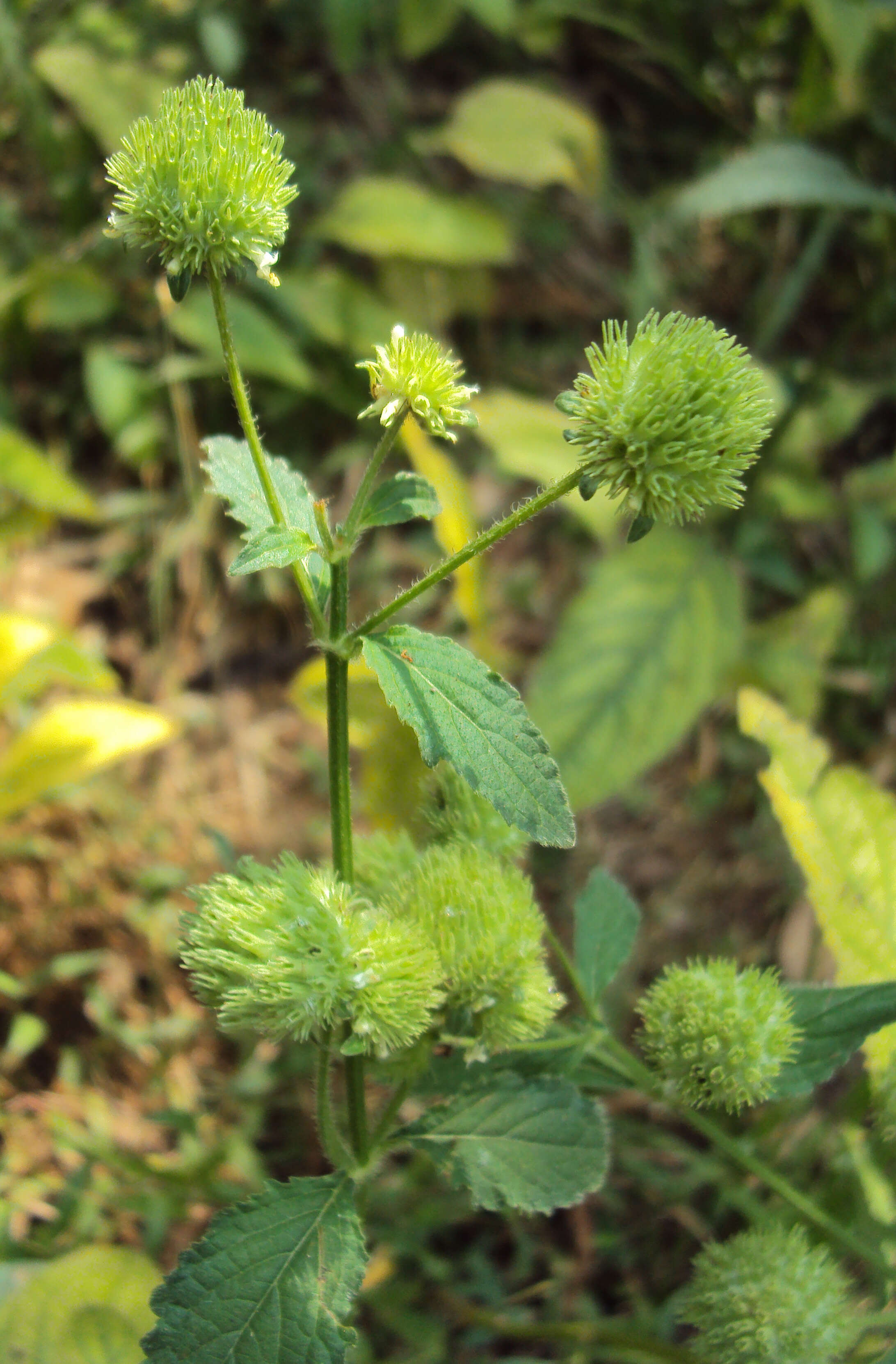 Image of false ironwort