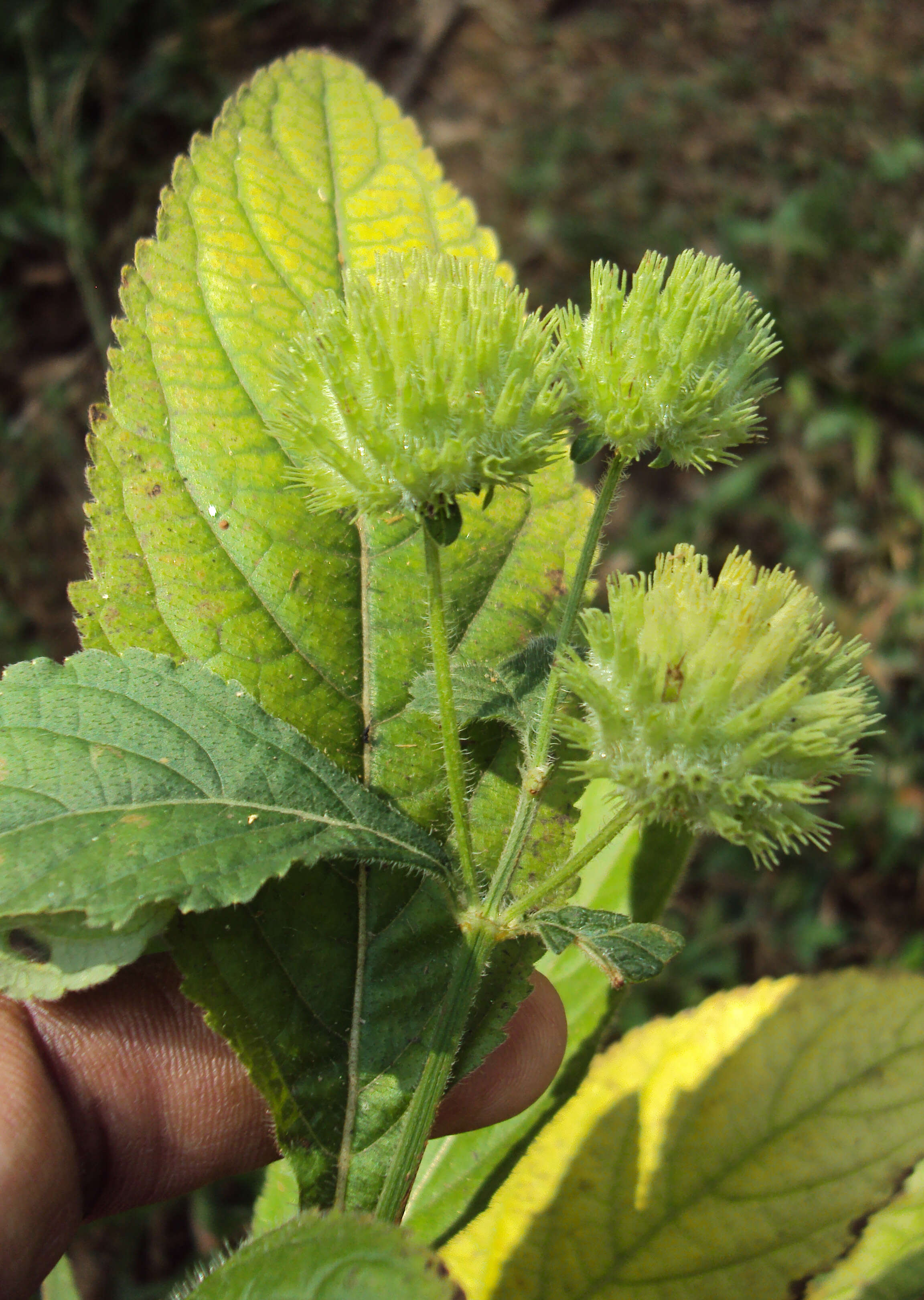 Imagem de Hyptis capitata Jacq.