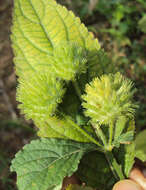 Image of false ironwort