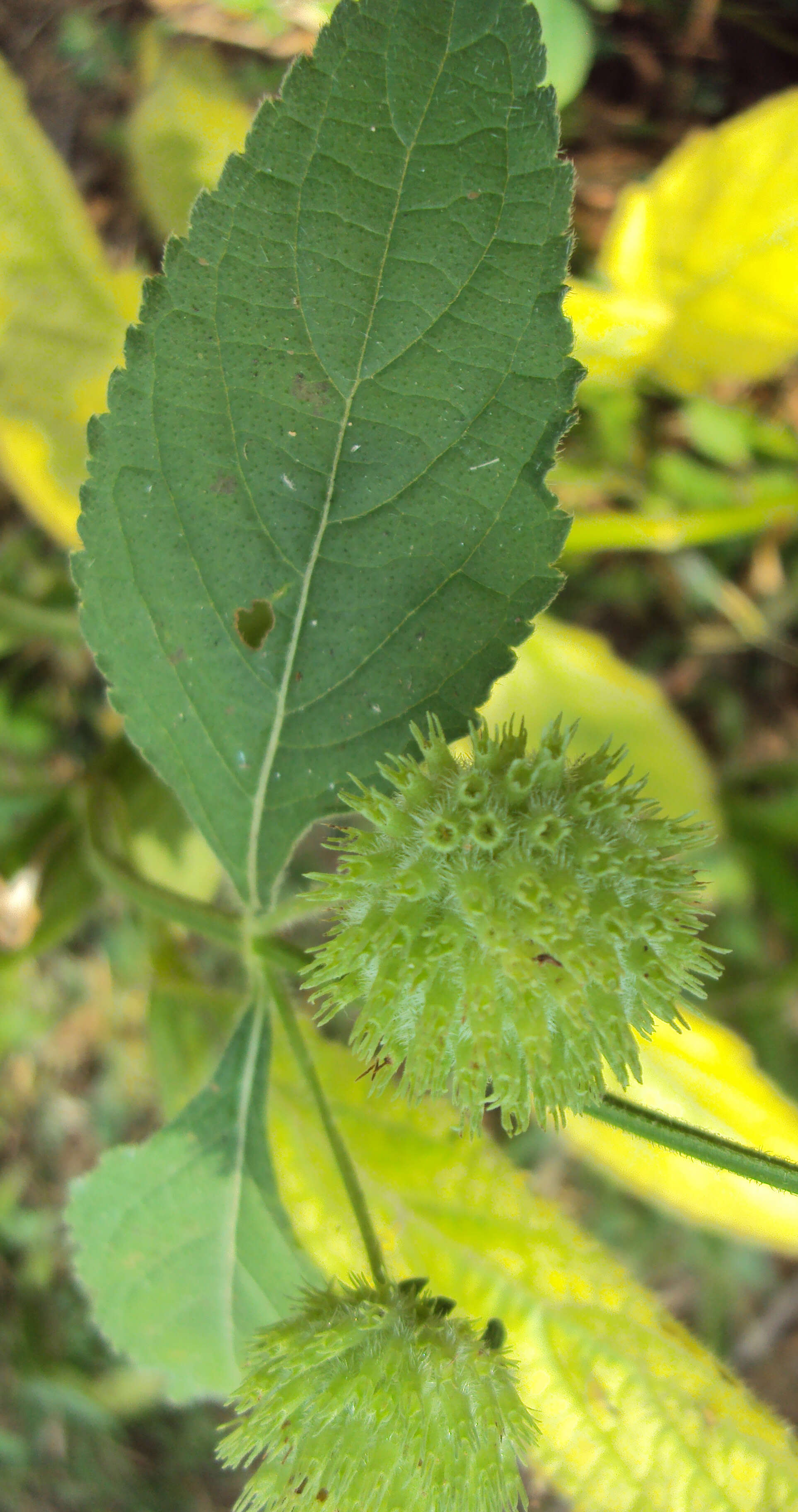 Imagem de Hyptis capitata Jacq.