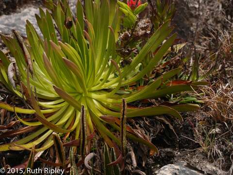 Image de Gentianella weberbaueri (Gilg) Fabris