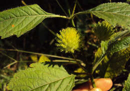 Image of false ironwort