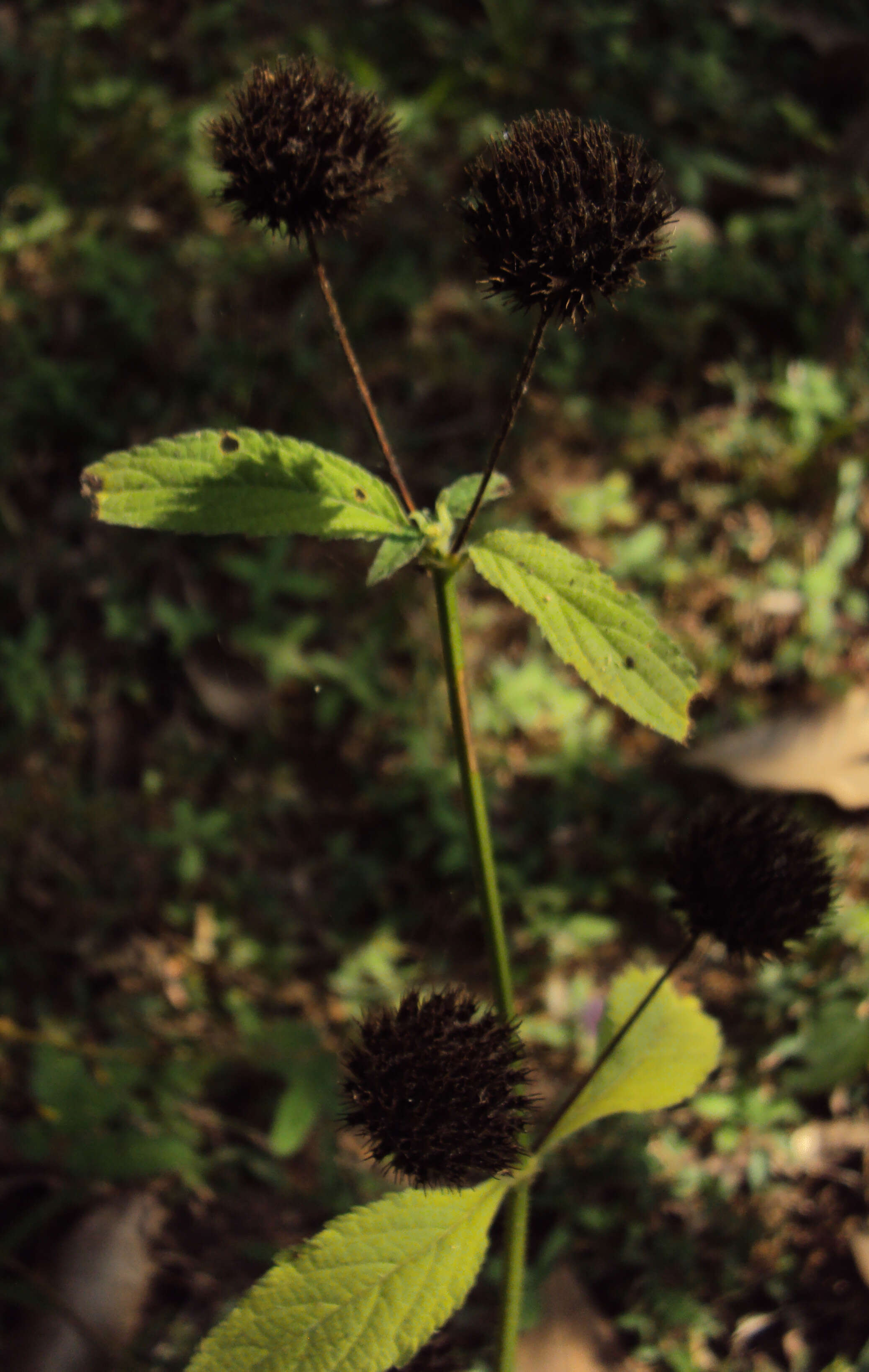 Imagem de Hyptis capitata Jacq.