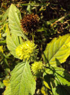 Image of false ironwort