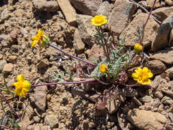 Image of Mt. Hamilton tickseed