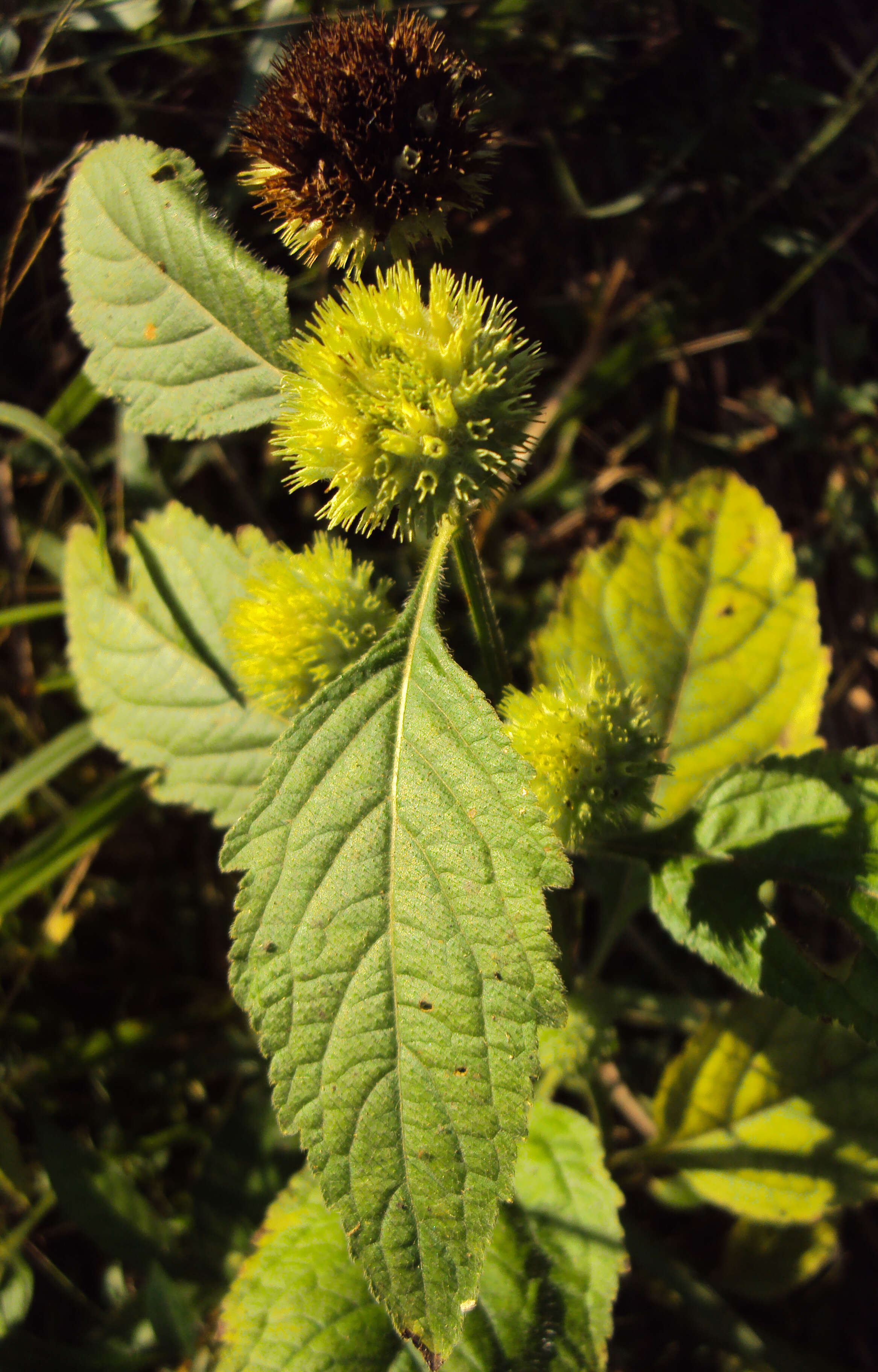 Imagem de Hyptis capitata Jacq.