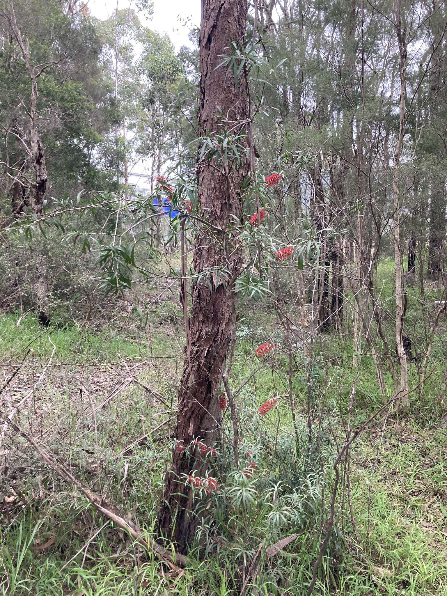 Sivun Callistemon linearifolius (Link) DC. kuva