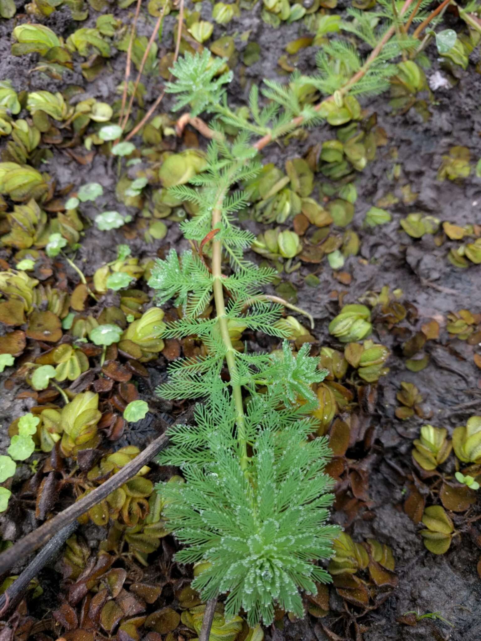 Image of parrot feather watermilfoil