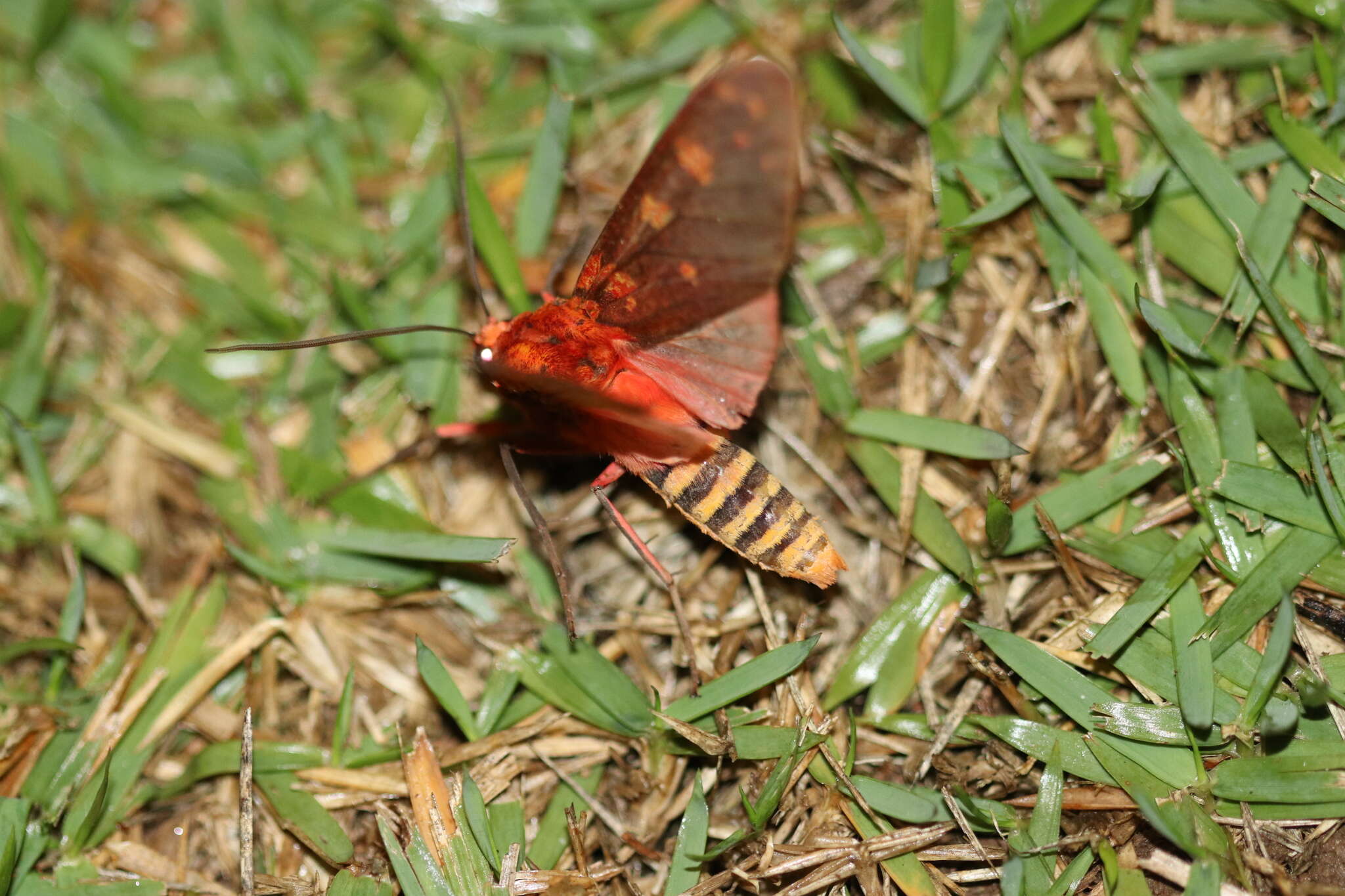 Imagem de Elysius cingulata Walker 1856