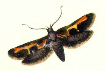 Image of Euclemensia woodiella Curtis 1831