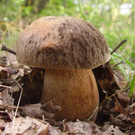 Sivun Boletus aereus Bull. 1789 kuva