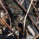 Image of Cape Flats Frog