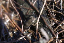 Image of Cape Flats Frog