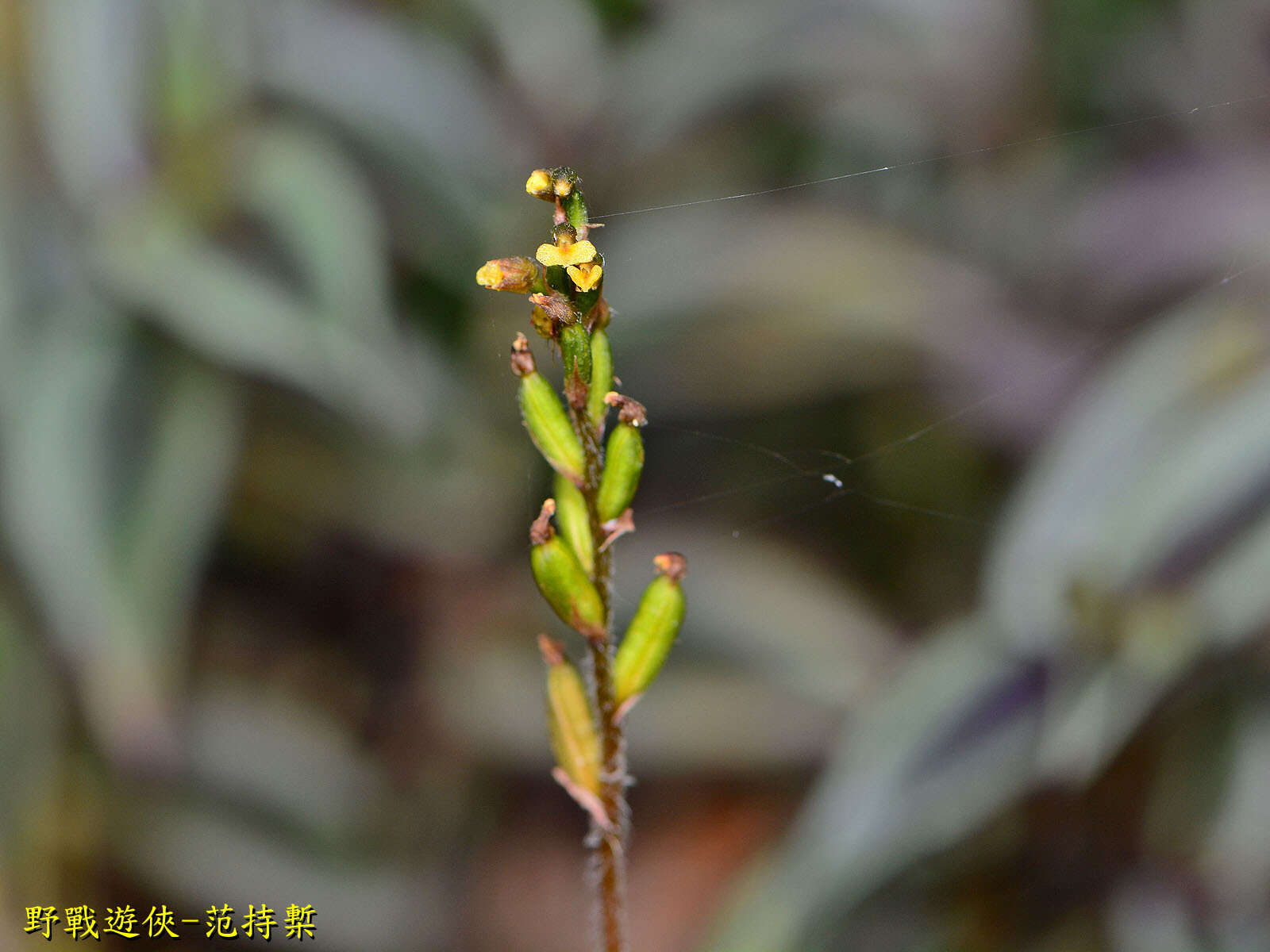 Image of Zeuxine flava (Wall. ex Lindl.) Trimen