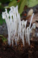 Image of Indian Pipe