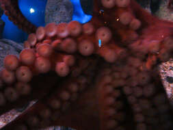 Image of Giant octopus