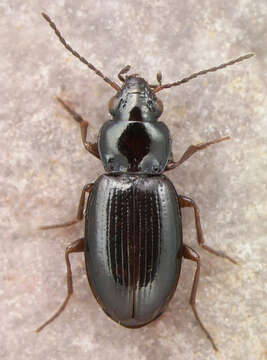 Image of Carabidae