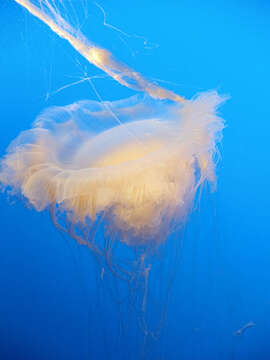 Image of Lion's Mane Jellyfish