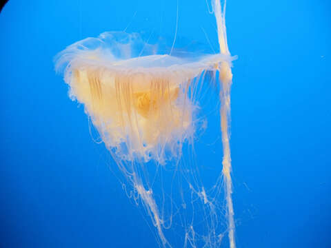 Image of Lion's Mane Jellyfish