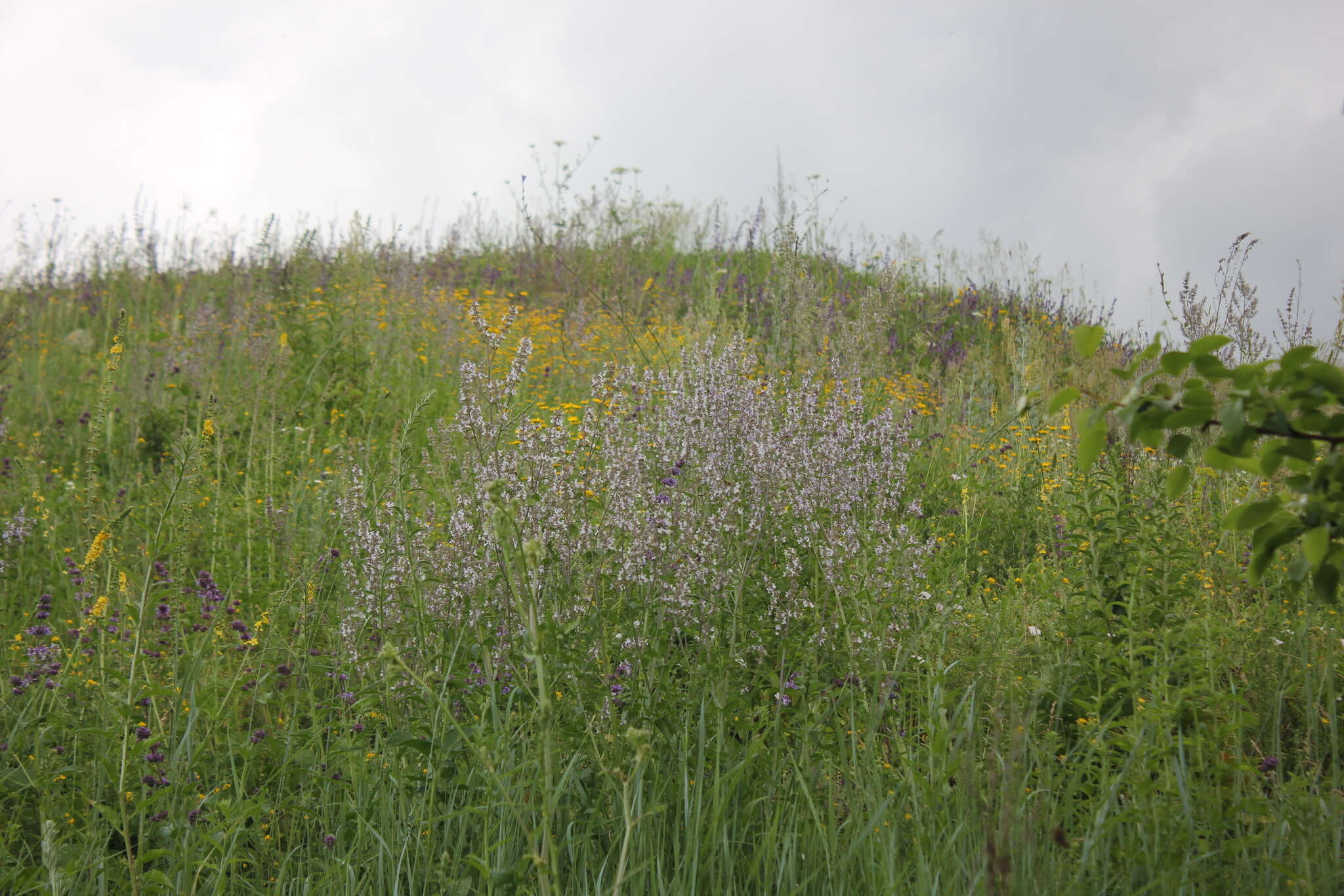 Image of Nepeta nuda L.